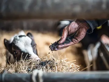 Hand voller Pflanzenkohle als Futtersatz für Kühe